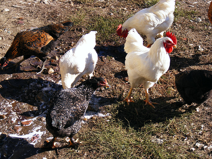 pollastres, aviram, ocells, vida silvestre, animals de granja, l'agricultura, domèstic