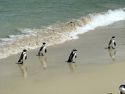 đi du lịch, Châu Phi, Nam Phi, những điều cần làm, Cape town, Bãi biển, chim cánh cụt