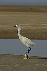 Snowy egret, con chim, vùng đất ngập nước, miền Nam, Thiên nhiên, hoang dã