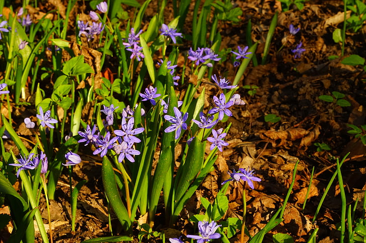 Estel Blau, Scilla, flor, flor, flor, blau, primavera