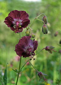 geranium funeral, flower, wild, flower field, geranium phaeum, violet, meadow