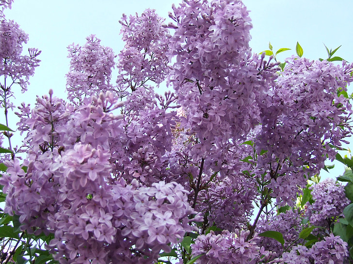 ライラック, 紫, 花, 春