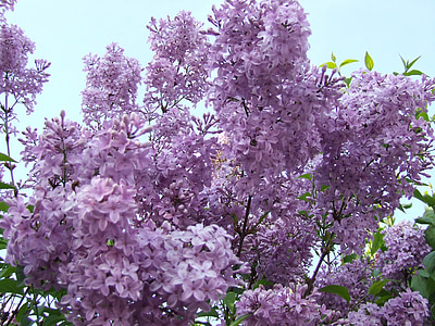 lilac, purple, flowers, spring