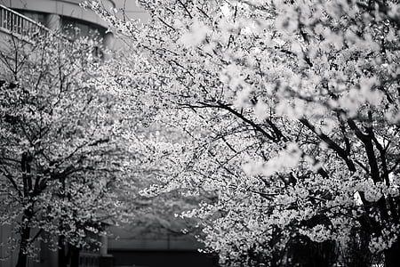 spring, black and white, foliage, flora, nature