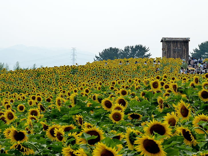 solros, blommor, Sunflower festival, naturen, landskap, Haman