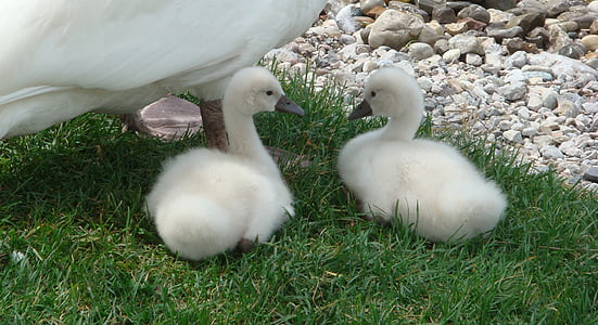 animale, Swan, mici