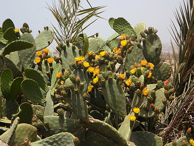 cactus, bloom, nature, blossom, cactus flower, yellow, vegetation