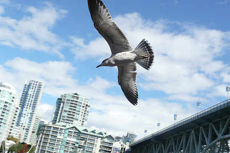 Sea gull, City, Travel