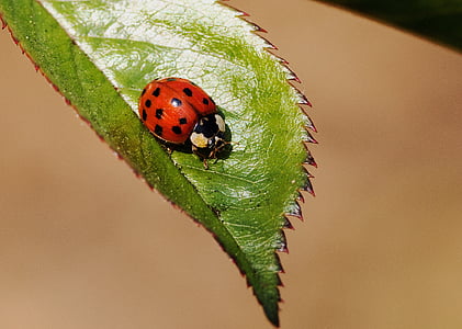 ladybug, insect, nature, beetle, macro, lucky charm, spring