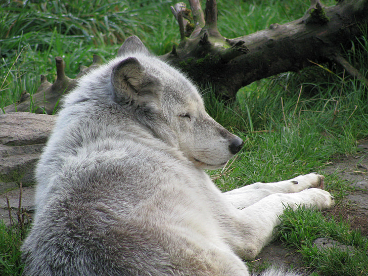 Wolf, sovende, pattedyr, grå, hvid, grå, canine
