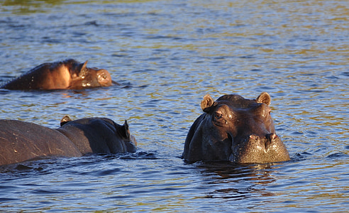 Hippo, Hippopotamus, elven, vann, Chobe, Botswana, Afrika