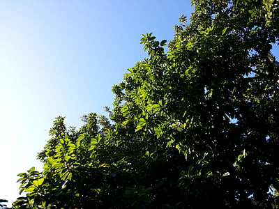 cây, lá, chi nhánh, tán lá, màu xanh lá cây, môi trường, tự nhiên