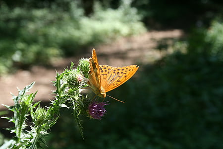 Fuchs, mariposa, cardo, mariposas, verano, naturaleza