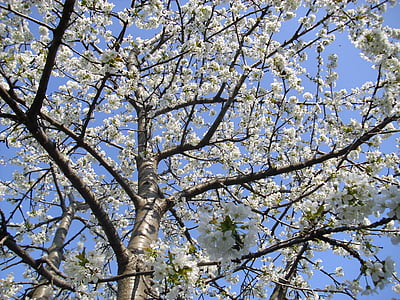tavaszi, Blossom, Bloom, cseresznye, fa, fióktelep, természet