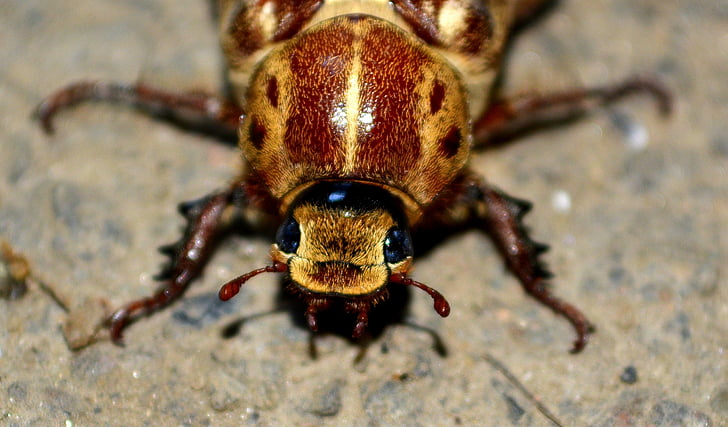 scarafaggio, Insecta, felice, marrone, grande, insetto, animale