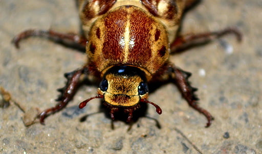 cucaracha, Insecta, feliz, marrón, gran, insectos, animal