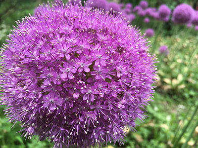 purple, romantic, flower ball, round, onion, purple petals