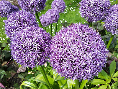 purple allium, flowers, garden, bloom, nature, botanical, purple