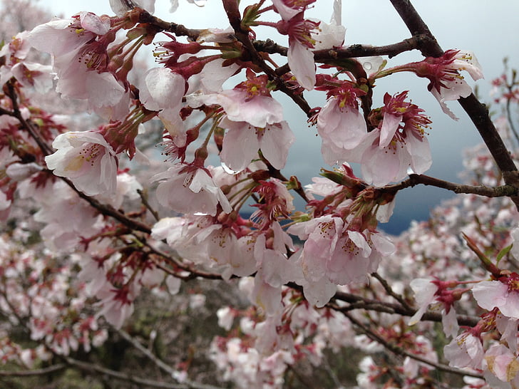 Cherry, takato, Co higanzakura, Nagano, våren, träd, rosa färg