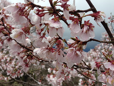 vyšnia, takato, Co higanzakura, Nagano, pavasarį, medis, rožinės spalvos