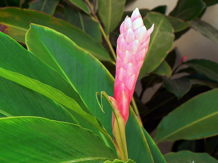 thailand, ginger, pink, pink flower, color pink, nature, leaf