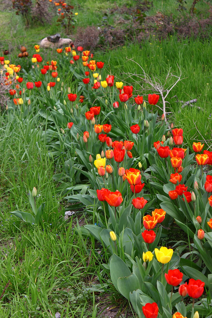 Tulip, tulipes, fleurs, printemps, nature