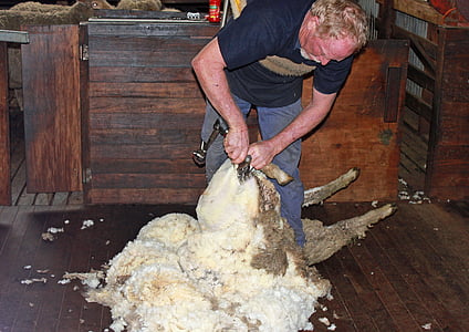 羊の毛刈り, 羊, ウール, せん断, 農業, 家畜, 動物の群れ
