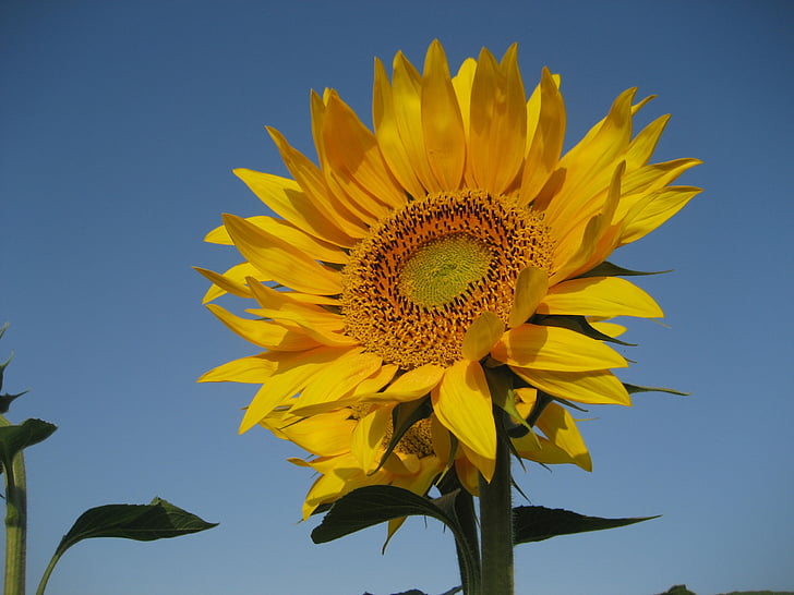 bidang, Tulip, kuning, bunga matahari, alam, pertanian, musim panas