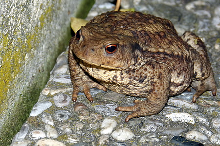 toad, common toad, warts, bufo bufo, animal, amphibian, nature