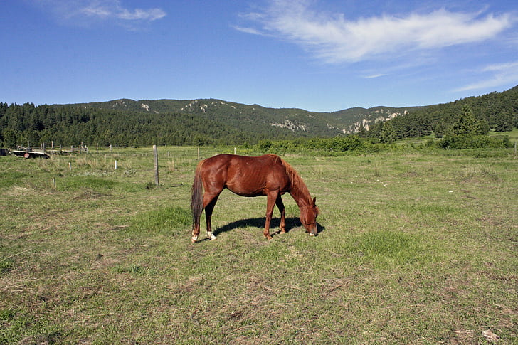 horse, countryside, saddle, the horse, horse head, rocking horse, nature