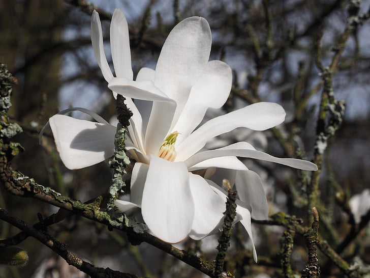 Magnolia, wit, lente, tak, magnoliengewaechs, sierteelt, Magnolia bloesem