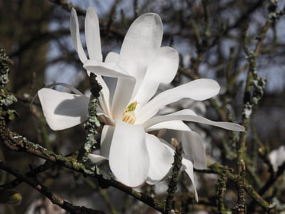 magnolia, white, spring, branch, magnoliengewaechs, ornamental plant, magnolia blossom