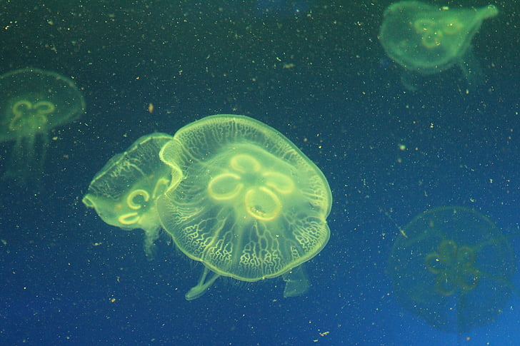 medusas, vida marina, Acuario marino