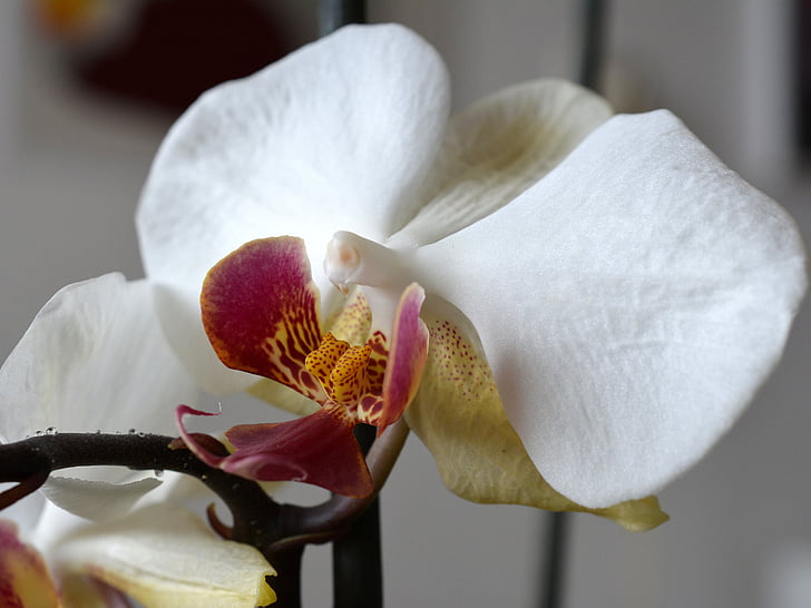orchidea, Orchideenblüte, Blossom, Bloom, fiori, pianta, chiudere