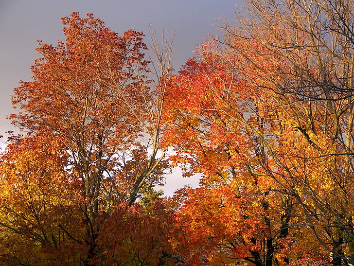 hösten, faller, färger, lämnar, Storm, moln, gul
