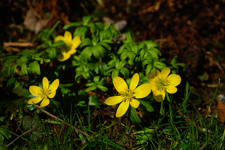 Winterling, fleur, Blossom, Bloom, jaune, Eranthis hyemalis, Eranthis hiemalis