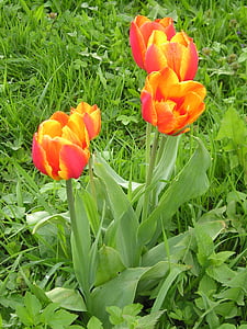 Tulip, hierba, Cómo, Prado, primavera, flor, floración