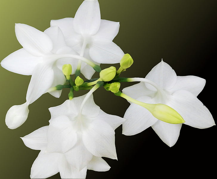 witte bloem, bloem, lente, delicate bloem, zwarte achtergrond
