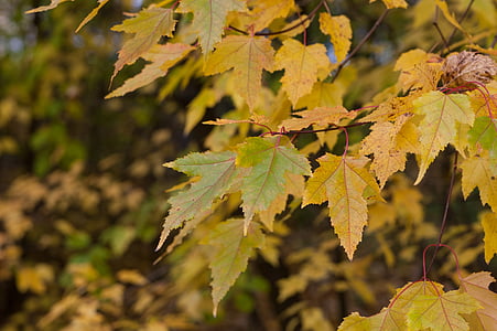 Maple, daun, musim gugur, kuning, suasana hati, latar belakang