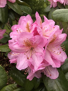 rosa Blume, Natur, Blume, rosa Farbe, Anlage, Blütenblatt, Blütenkopf