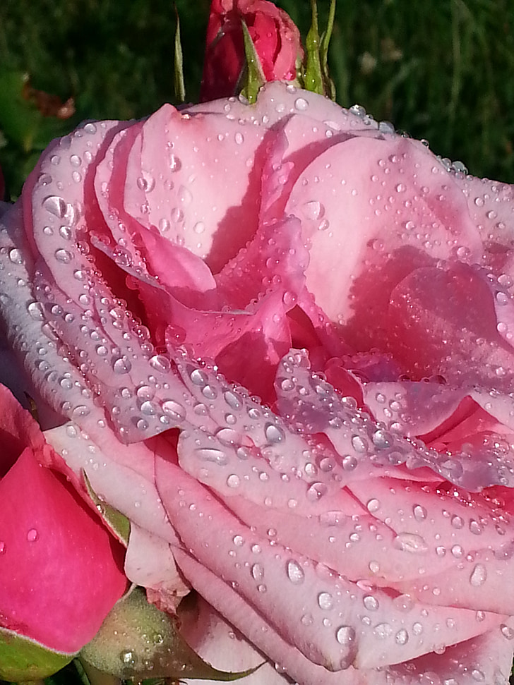 Morgentau, color de rosa, Bud, jardín, naturaleza, verano