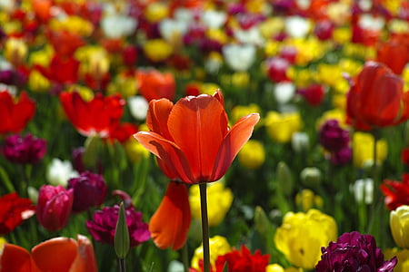 tulips, red, flower, garden, park, nature, summer