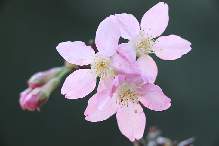 cerisiers en fleurs, printemps, plante, WikiProject taiwan, fleur, Rose, cerise