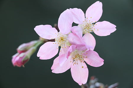 kvitnúce sakury, jar, rastlín, wikiproject taiwan, kvet, ružová, čerešňa