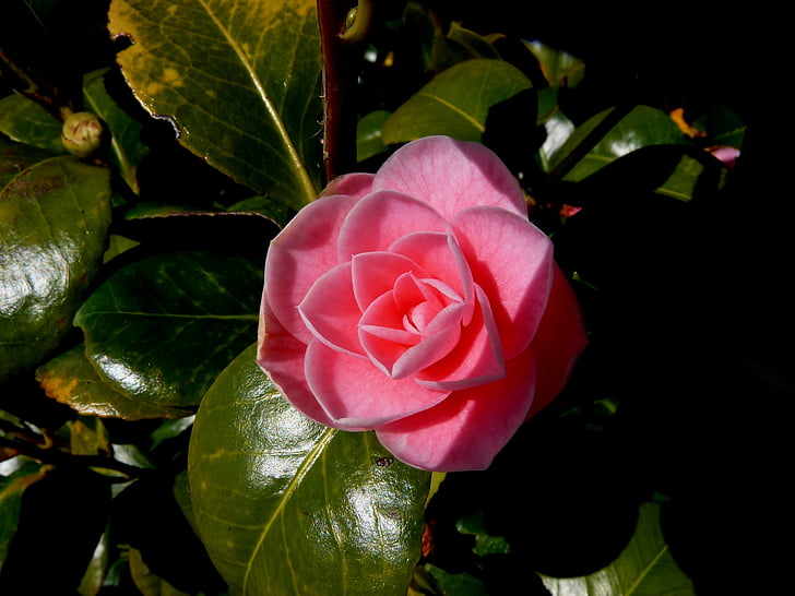 blossom, bloom, rose, nature, detail, red rose, flower