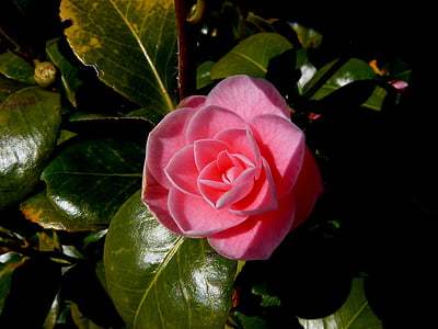 Blüte, Bloom, stieg, Natur, Detail, rote rose, Blume