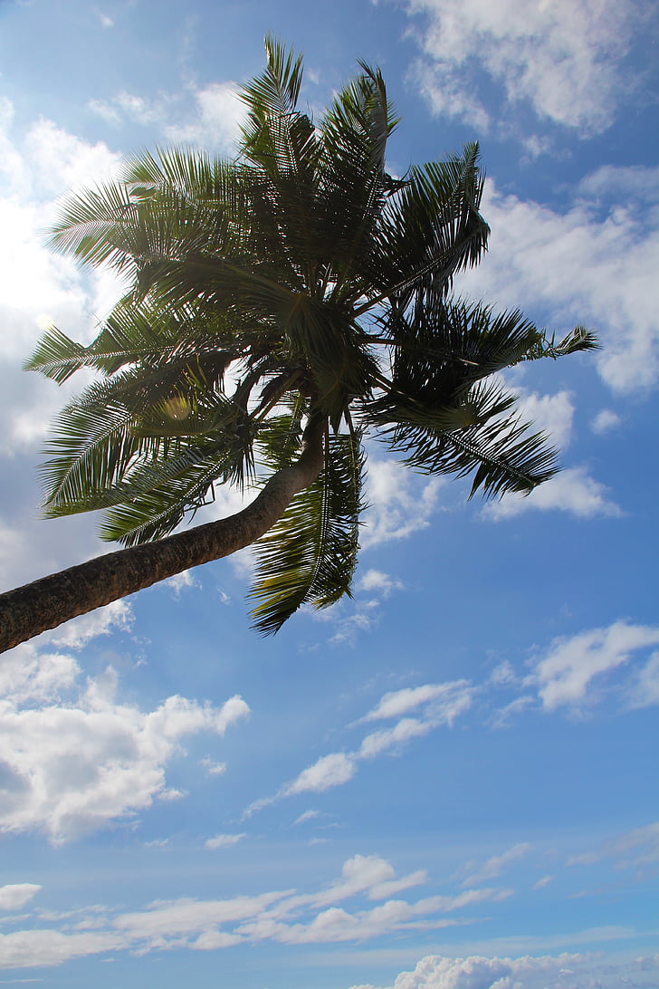Palm, poletje, počitnice, drevo, eksotične, Palme, tropskih