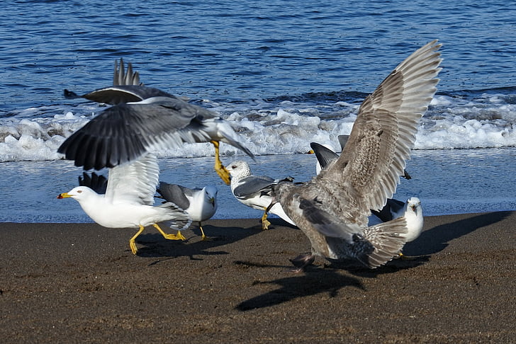 eläinten, Sea, Beach, Aalto, Sea gull, lokki, Seabird