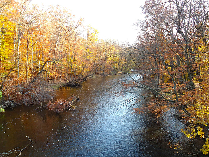 stream, creek, water, autumn, fall, forest, trees