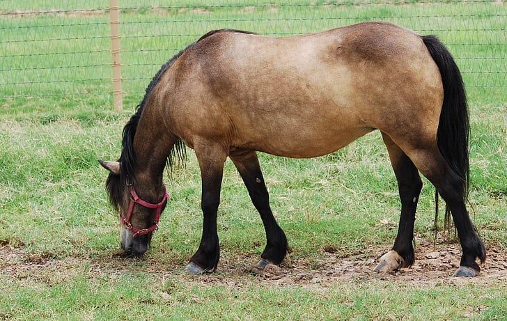 cavalo de fazenda, mula, animal Pack, vida no campo, pônei, Juba, cavalo